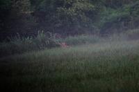 Vulpes vulpes