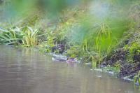 Myocastor coypus