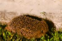 Erinaceus europaeus