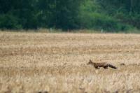 Vulpes vulpes