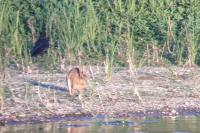 Lepus europaeus
