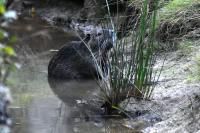 Myocastor coypus