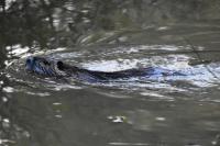 Myocastor coypus