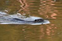 Myocastor coypus