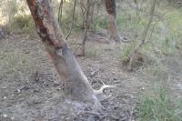 Sus scrofa