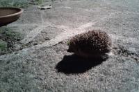 Erinaceus europaeus