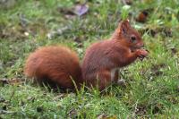 Sciurus vulgaris