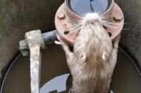 Myocastor coypus