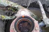 Myocastor coypus
