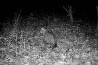 Felis silvestris