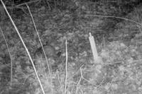 Felis silvestris
