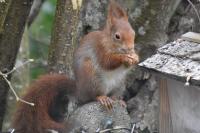 Sciurus vulgaris