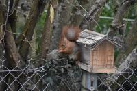 Sciurus vulgaris