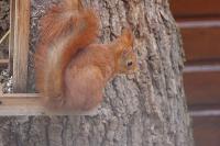 Sciurus vulgaris