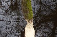 Castor fiber