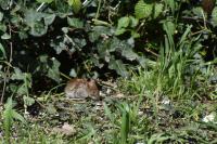 Apodemus sylvaticus