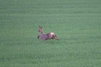 Capreolus capreolus