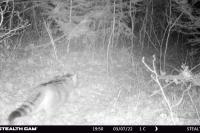 Felis silvestris