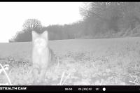 Felis silvestris