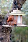 Sciurus vulgaris