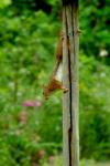 Sciurus vulgaris