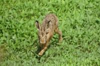 Lepus europaeus