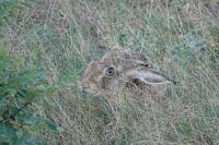 Lepus europaeus