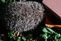 Erinaceus europaeus