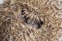 Erinaceus europaeus