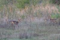 Capreolus capreolus
