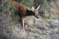 Capreolus capreolus