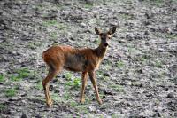 Capreolus capreolus