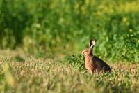 Lepus europaeus