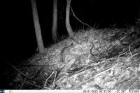 Felis silvestris