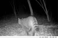Felis silvestris