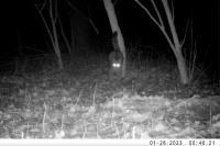 Felis silvestris