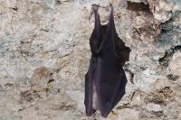 Rhinolophus hipposideros