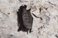 Myotis mystacinus