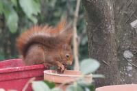 Sciurus vulgaris