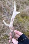 Capreolus capreolus