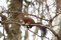 Sciurus vulgaris