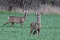 Capreolus capreolus