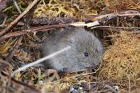 Microtus arvalis
