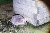 Erinaceus europaeus