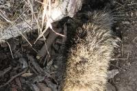 Myocastor coypus