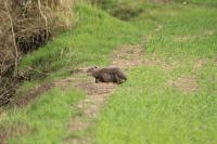 Myocastor coypus