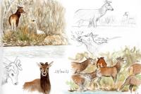 Cervus elaphus