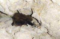 Myotis mystacinus