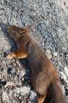 Sciurus vulgaris