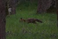 Vulpes vulpes
